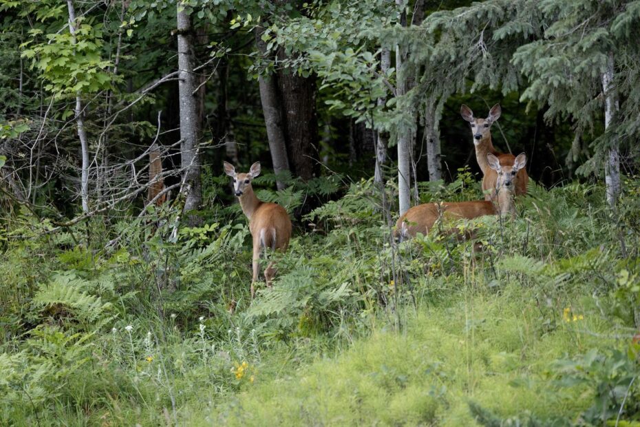 A 13-year-old bicyclist reported being injured by a deer just after it was struck by a car, police said.
