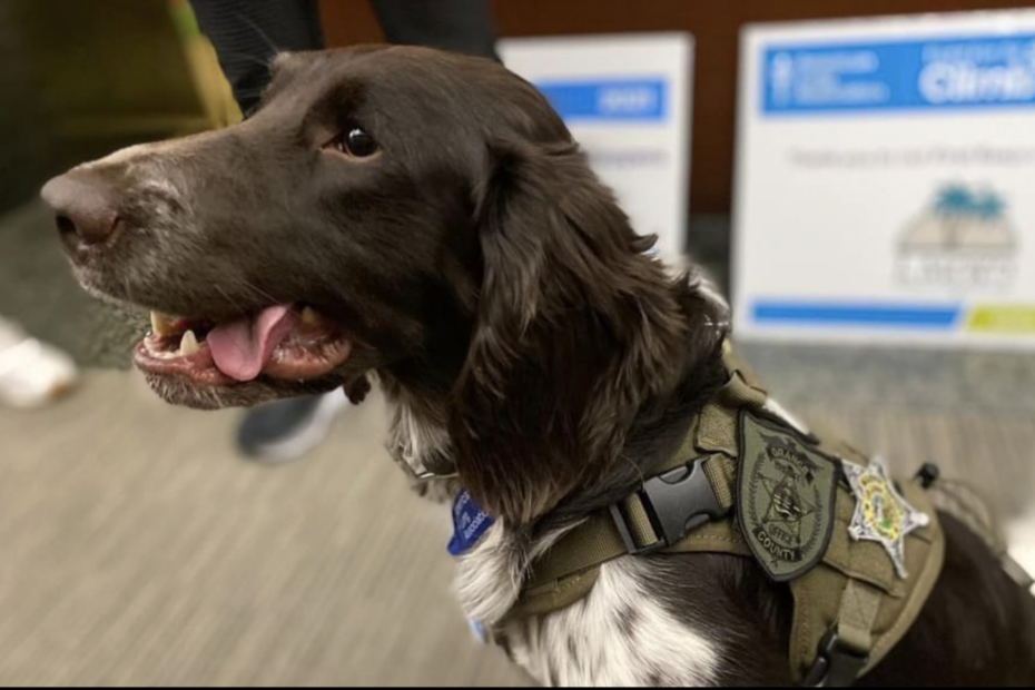 Orange County Sheriff's Office is in mourning following the sudden and tragic loss of K9 Fredy who was killed in a crash