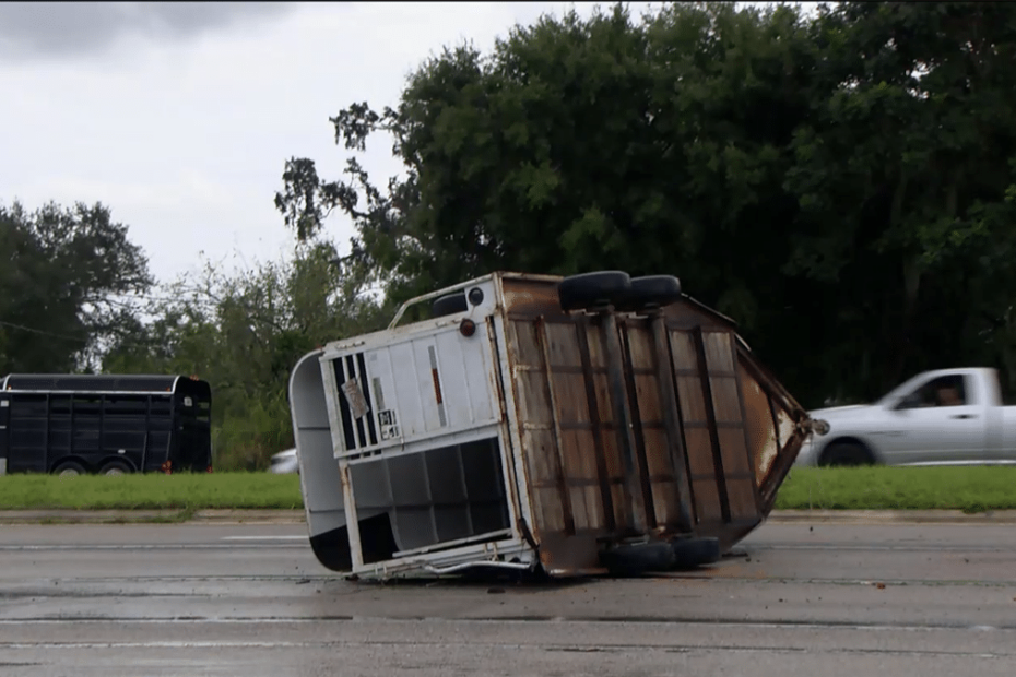 A horse got into a car accident right before the intersection at Packinghouse Road and Palm Beach Boulevard in Alva Friday afternoon.